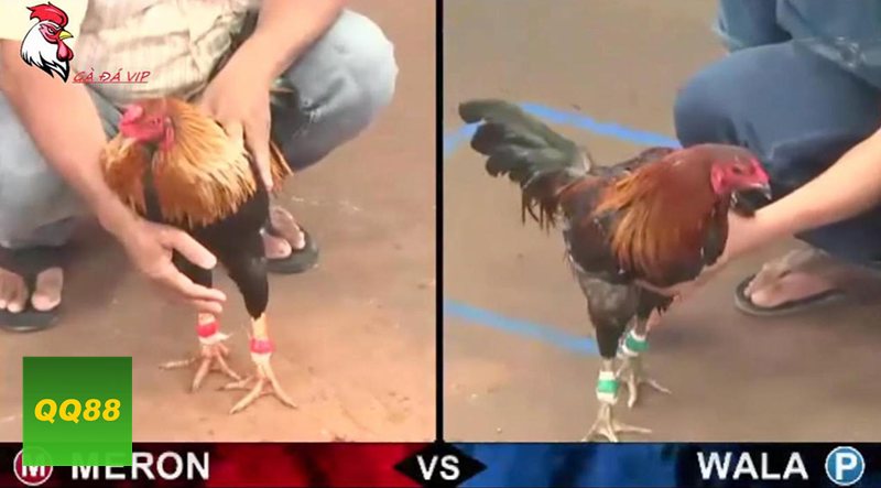Đá gà qq88 - Thomo thiên về bản lĩnh, thể lực và sự lì đòn